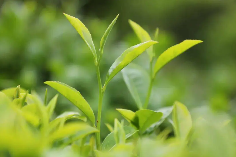 “一芽一葉”高端茶葉能否實(shí)現(xiàn)機(jī)器人采摘？這家龍頭茶企來深拓智能考察交流